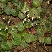 Saxifraga stolonifera Curtis